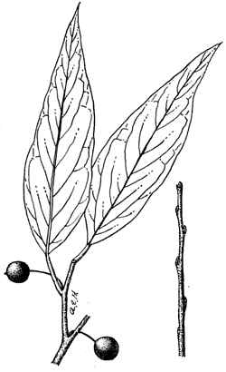 Sugarberry, Sugar Hackberry(Celtis laevigata)