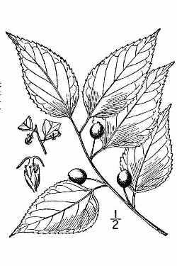 Common Hackberry(Celtis occidentalis)