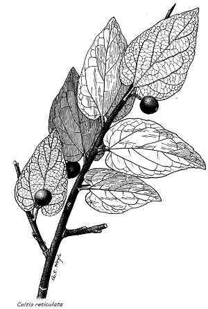 Netleaf Hackberry, Western Hackberry(Celtis reticulata)