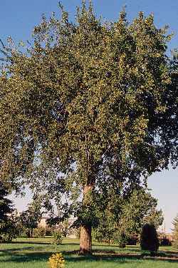 American Elm(Ulmus americana)