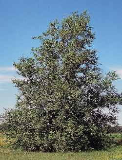 Siberian Elm(Ulmus pumila)
