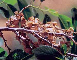 Siberian Elm(Ulmus pumila)
