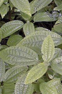 Aluminum Plant(Pilea grandis)