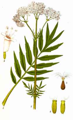 Valerian, Garden Heliotrope(Valeriana officinalis)