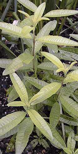 Lemon Verbena(Aloysia triphylla)