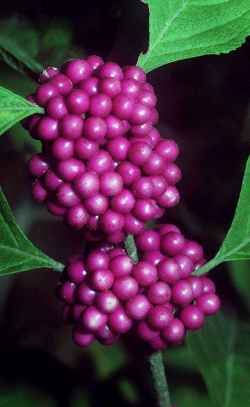 American Beautyberry(Callicarpa americana)