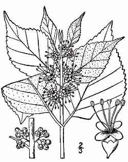 American Beautyberry(Callicarpa americana)