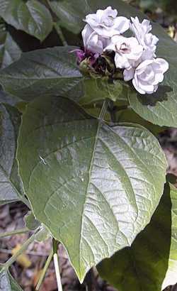 Stickbush(Clerodendrum chinense)