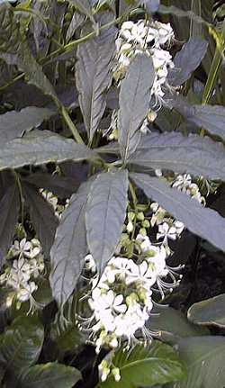 Nodding Clerodendron(Clerodendrum wallichii)