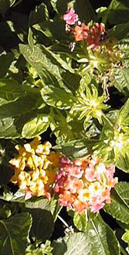 Lantana(Lantana 'Confetti')