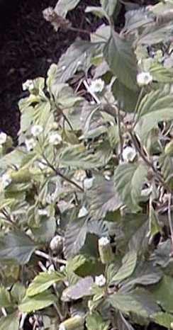 Aztec Sweet Herb(Lippia dulcis)