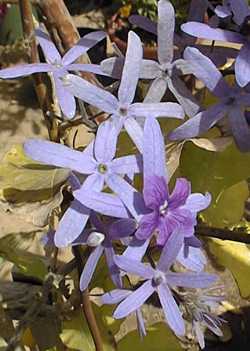 Queen's Wreath, Purple Wreath, Sandpaper Vine(Petrea volubilis)