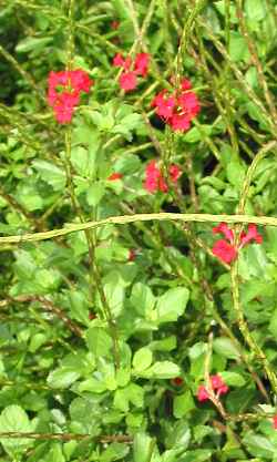 Blue Snakeweed, Porterweed(Stachytarpheta jamaicensis)