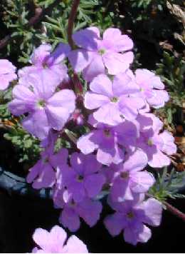 Moss Verbena(Glandularia pulchella)