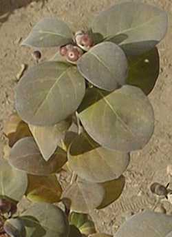 Round-leaf Vitex, Beach Vitex(Vitex rotundifolia)