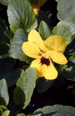 Viola, Tufted Pansy(Viola cornuta)