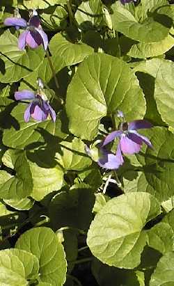 Sweet Violet(Viola odorata)