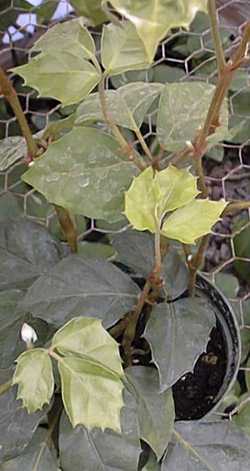 Oak Leaf Ivy, Grape Ivy(Cissus rhombifolia)