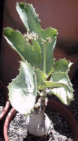 Gouty Vine(Cyphostemma bainesii)