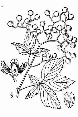 Virginia Creeper, American Ivy(Parthenocissus quinquefolia)