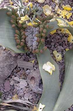 (Welwitschia mirabilis)