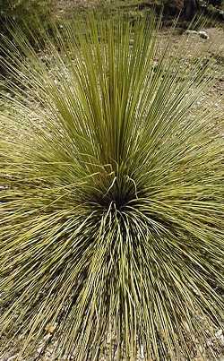 Grass Tree(Xanthorrhoea quadrangulata)