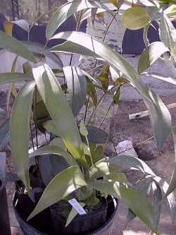 Bamboo Cycad(Ceratozamia hildae)