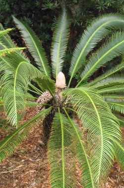 Espadaña(Dioon merolae)