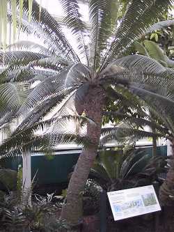 (Dioon spinulosum)