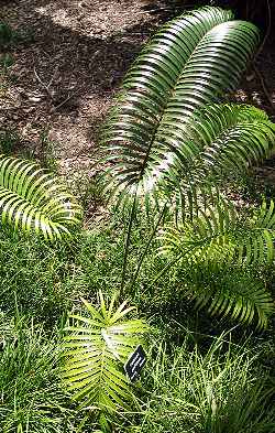 (Lepidozamia  peroffskyana)