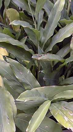 Green Cardamom(Elettaria cardamomum)