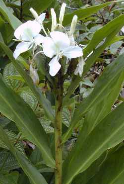 Butterfly Ginger, Garland Flower, Ginger Lily, Whi(Hedychium coronarium)
