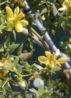 Creosote Bush, Gobernadora(Larrea tridentata)